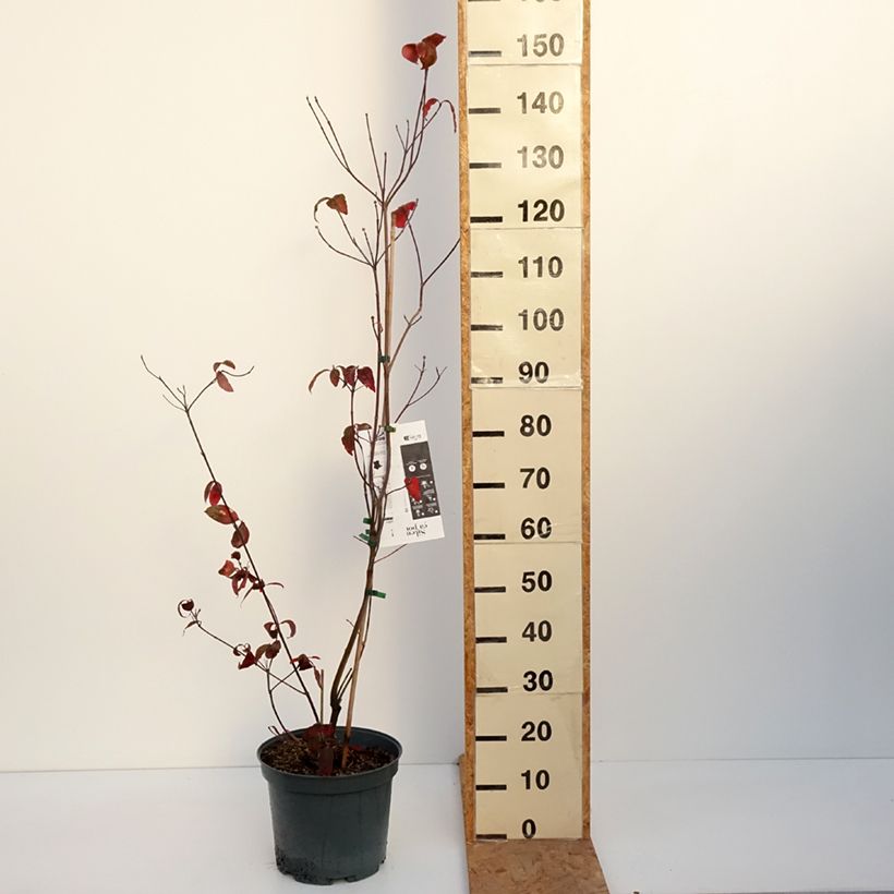 Esemplare di Cornus florida Rubra Vaso da 6L/7L come consegnato in autunno