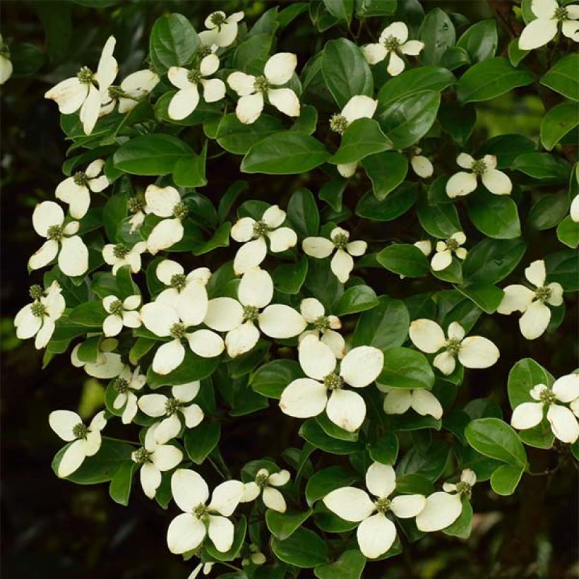 Cornus hongkongensis (Fioritura)