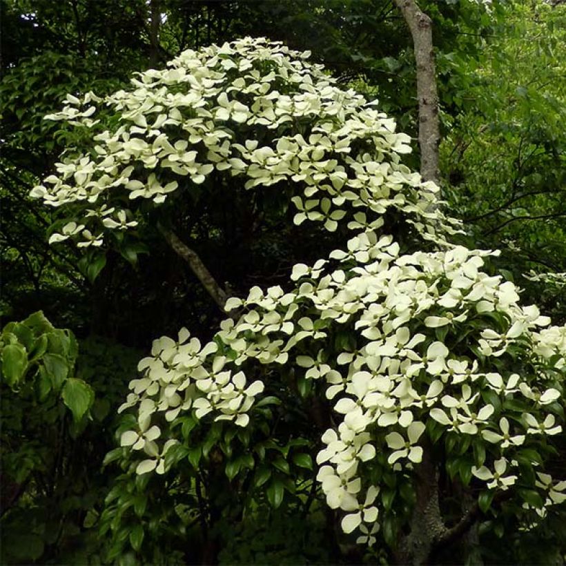 Cornus hongkongensis (Porto)