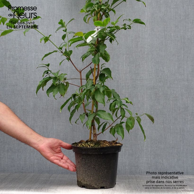 Esemplare di Cornus hongkongensis Vaso da 2L/3L come consegnato in autunno