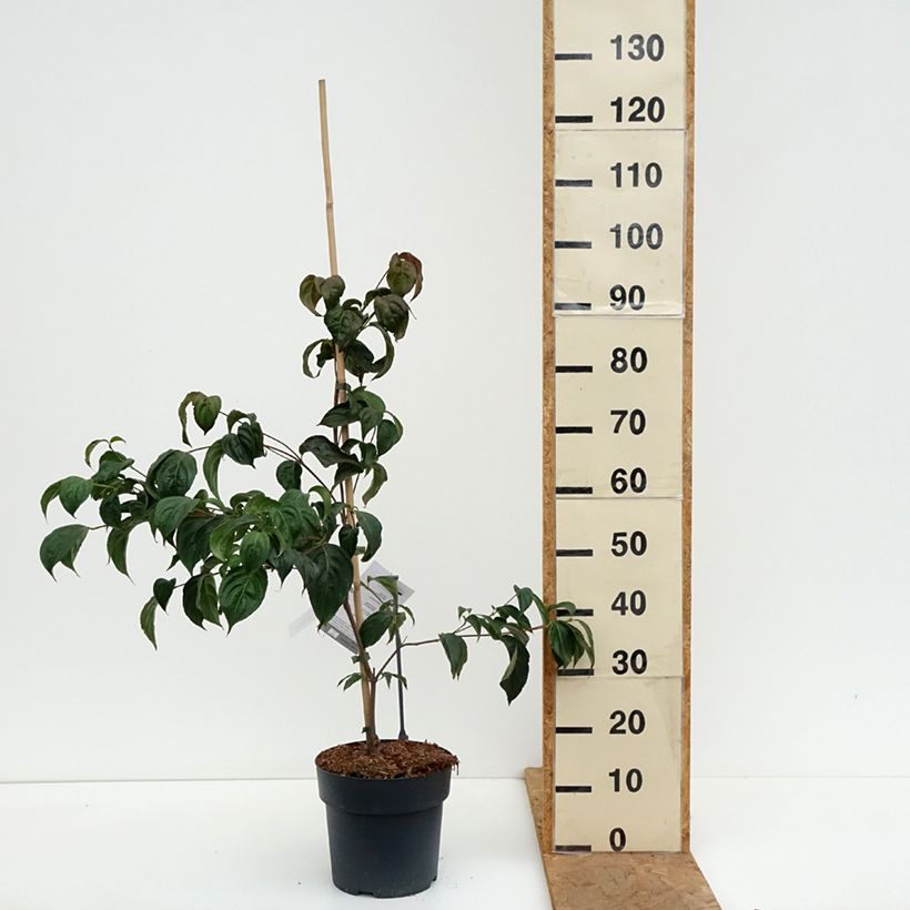 Esemplare di Cornus kousa Beni-fuji - Corniolo giapponese Vaso da 6L/7L come consegnato in autunno