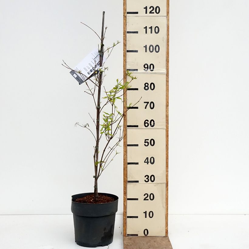 Cornus kousa Beni-fuji - Corniolo giapponese Vaso da 6L/7L esemplare consegnato in primavera