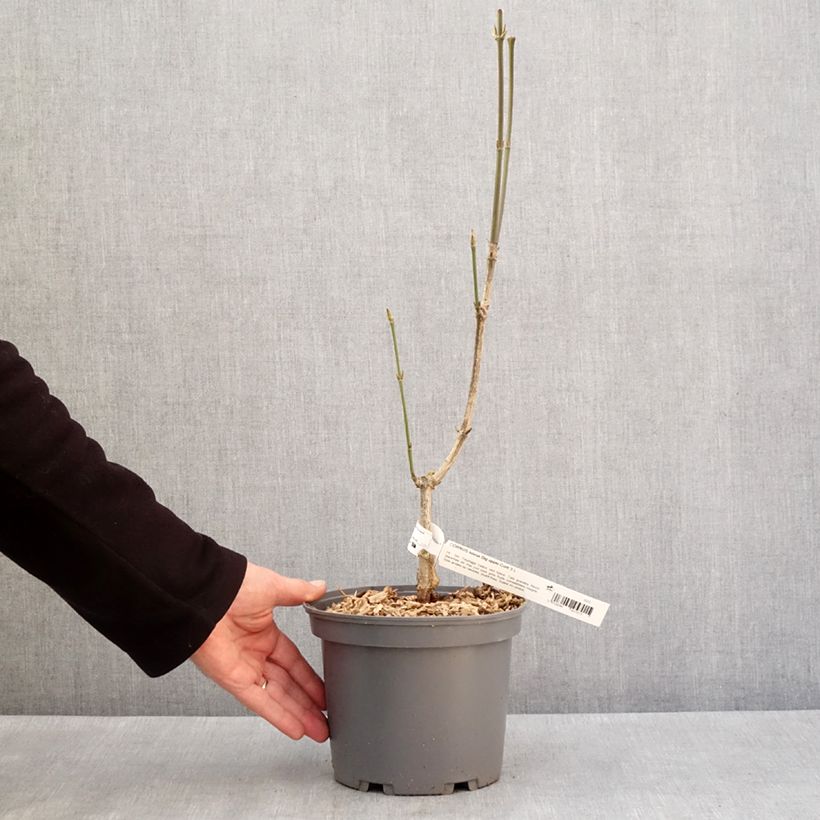 Cornus kousa Big Apple - Corniolo giapponese Vaso da 3L/4L esemplare consegnato in inverno