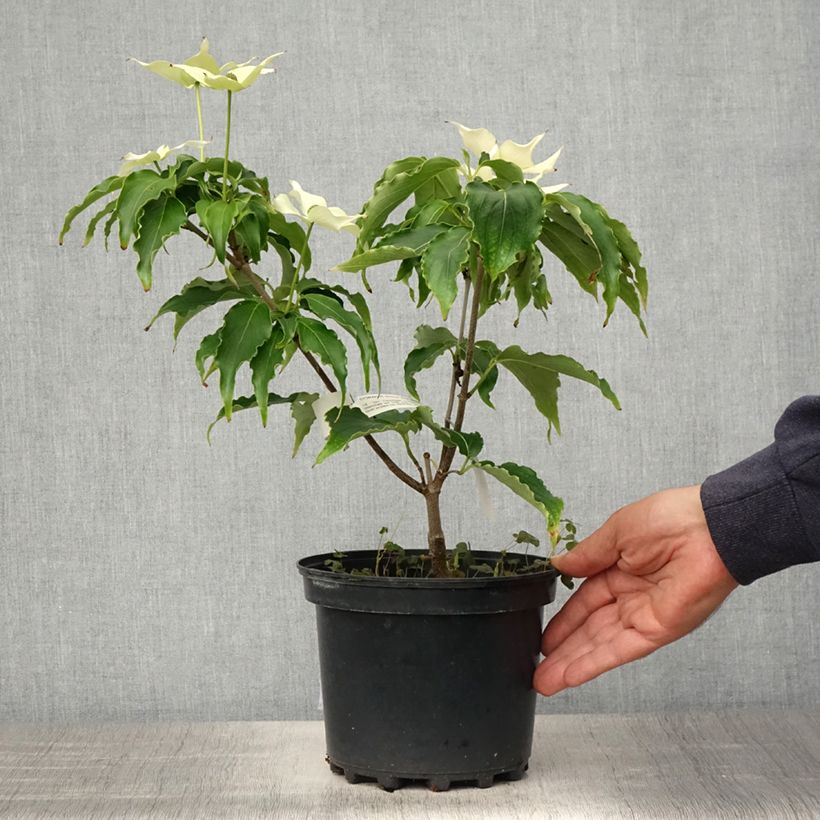 Cornus kousa Big Apple - Corniolo giapponese Vaso da 3L/4L esemplare consegnato in primavera