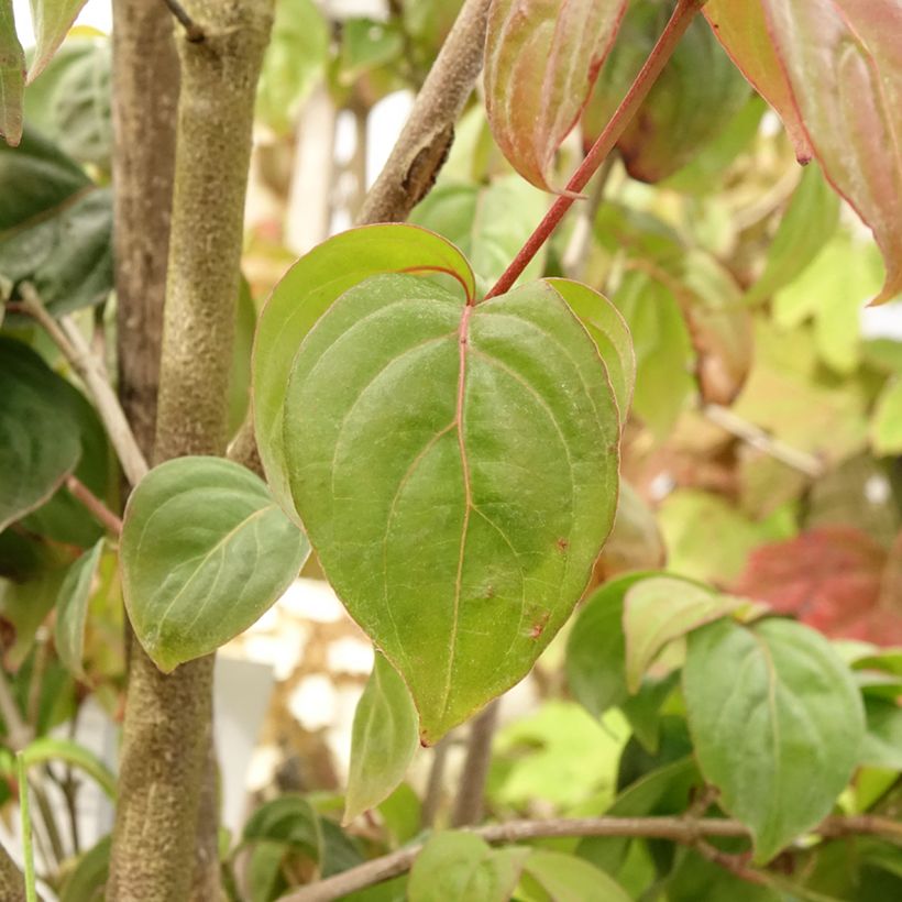 Cornus kousa Blooming Pink Tetra - Corniolo giapponese (Fogliame)