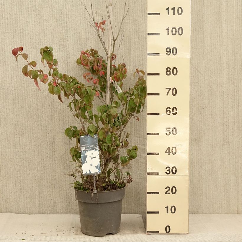 Esemplare di Cornus kousa Blooming Pink Tetra - Corniolo giapponese Vaso da 7,5L/10L come consegnato in autunno