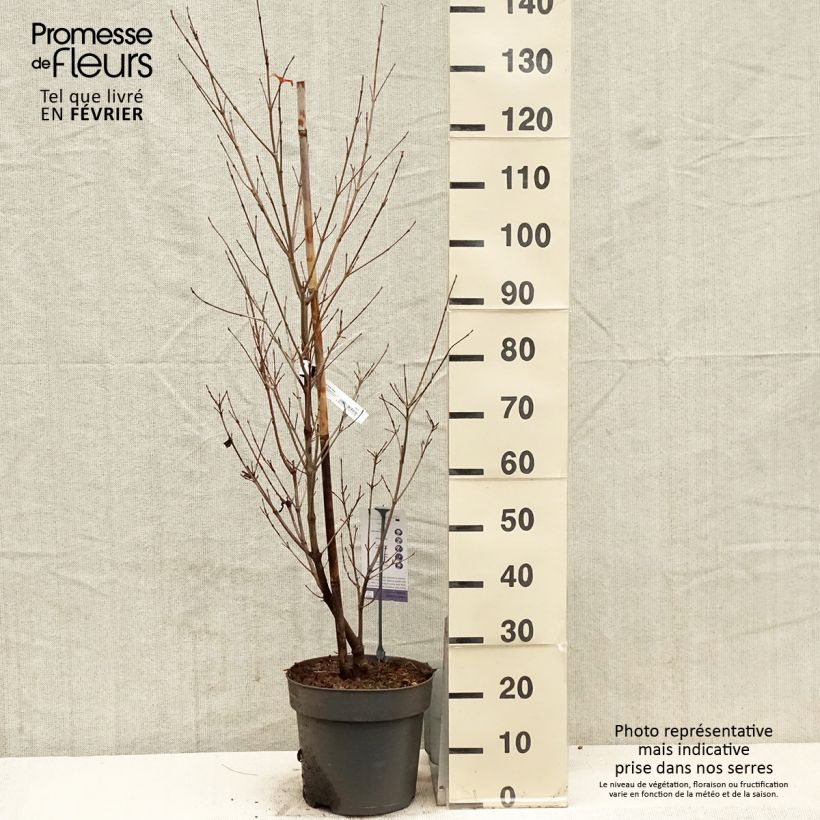 Cornus kousa Blooming Pink Tetra - Corniolo giapponese Vaso da 7,5L/10L esemplare consegnato in inverno