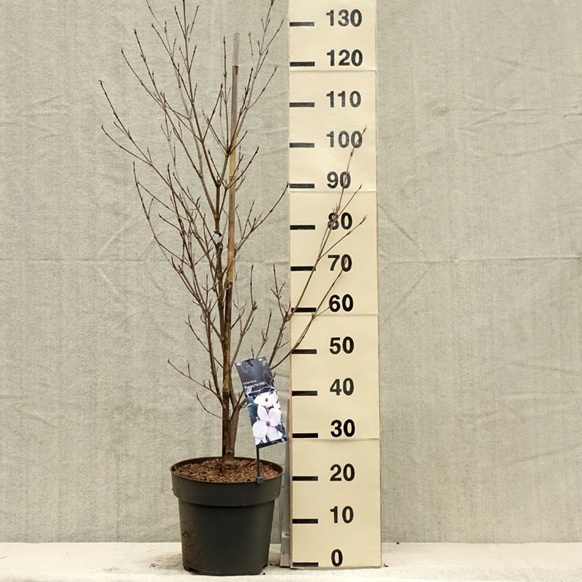 Cornus kousa Blooming Pink Tetra - Corniolo giapponese Vaso da 7,5L/10L esemplare consegnato in primavera