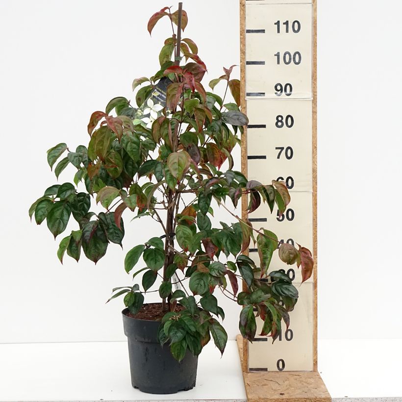 Esemplare di Cornus kousa Blooming White Tetra - Corniolo giapponese Vaso da 4L/5L come consegnato in autunno
