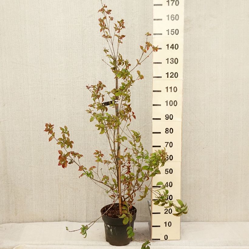 Cornus kousa Blooming White Tetra - Corniolo giapponese Vaso da 4L/5L esemplare consegnato in primavera