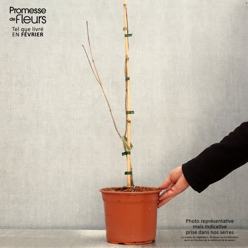 Cornus kousa Blue Shadow - Corniolo giapponese Vaso da 4L/5L esemplare consegnato in inverno