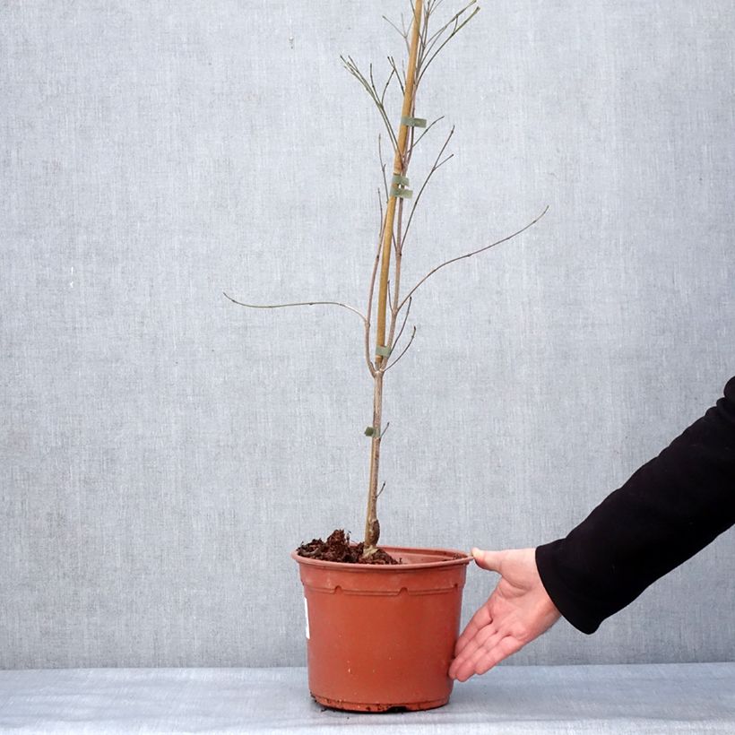 Cornus kousa Cappuccino - Corniolo giapponese Vaso da 6L/7L esemplare consegnato in inverno