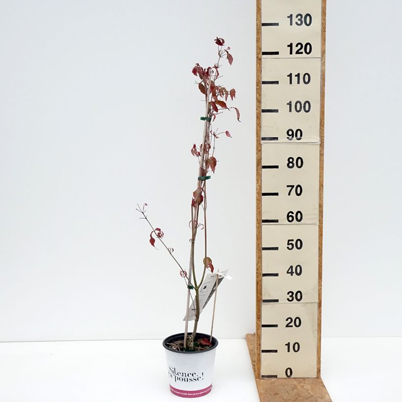 Esemplare di Cornus kousa Copacabana - Corniolo giapponese Vaso da 4L/5L come consegnato in autunno