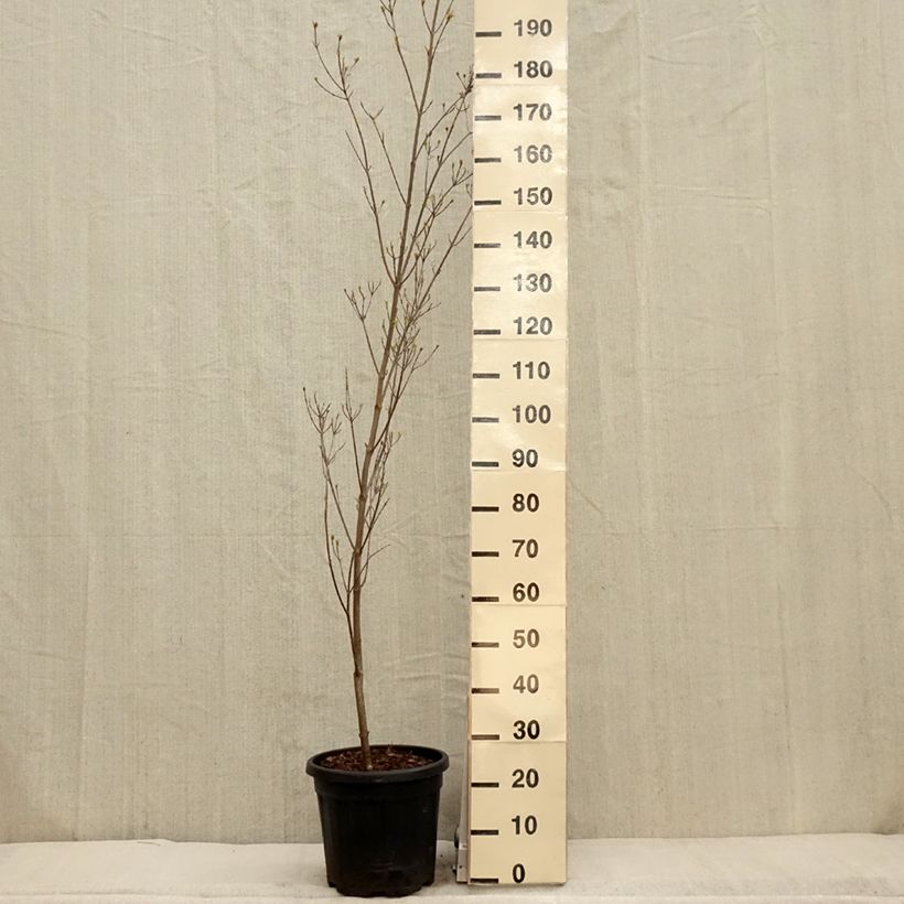 Cornus kousa Couronne - Corniolo giapponese Vaso da 12L/15L esemplare consegnato in primavera