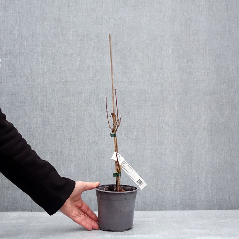 Cornus kousa Flower Tower - Corniolo giapponese Vaso da 1L/1,5L esemplare consegnato in inverno