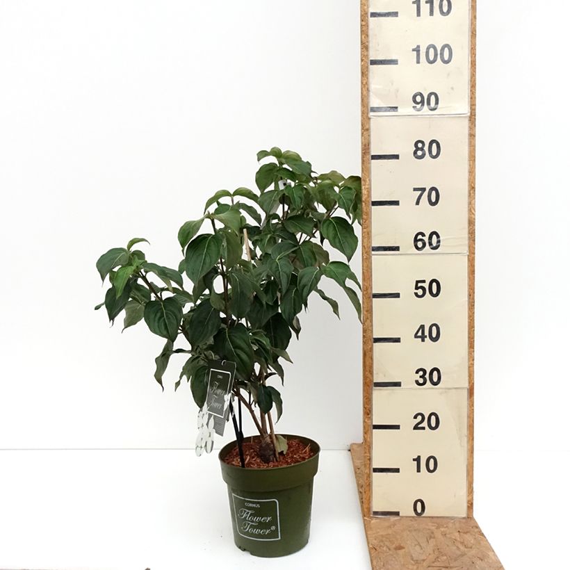 Esemplare di Cornus kousa Flower Tower - Corniolo giapponese Vaso da 4L/5L come consegnato in autunno