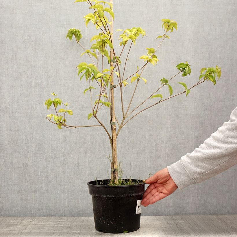Cornus kousa Gold Star - Corniolo giapponese Vaso da 4L/5L esemplare consegnato in primavera