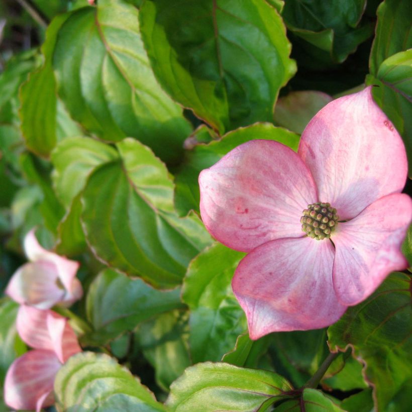 Cornus kousa Heart Throb - Corniolo giapponese (Fioritura)