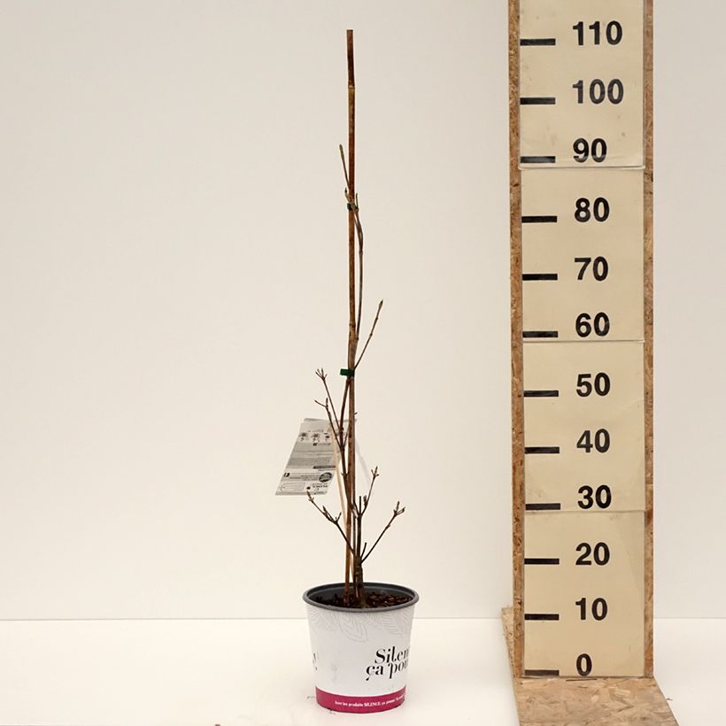 Cornus kousa var. chinensis 'Madi-II' Mandarin Jewel - Corniolo da fiore Vaso da 4L/5L esemplare consegnato in inverno