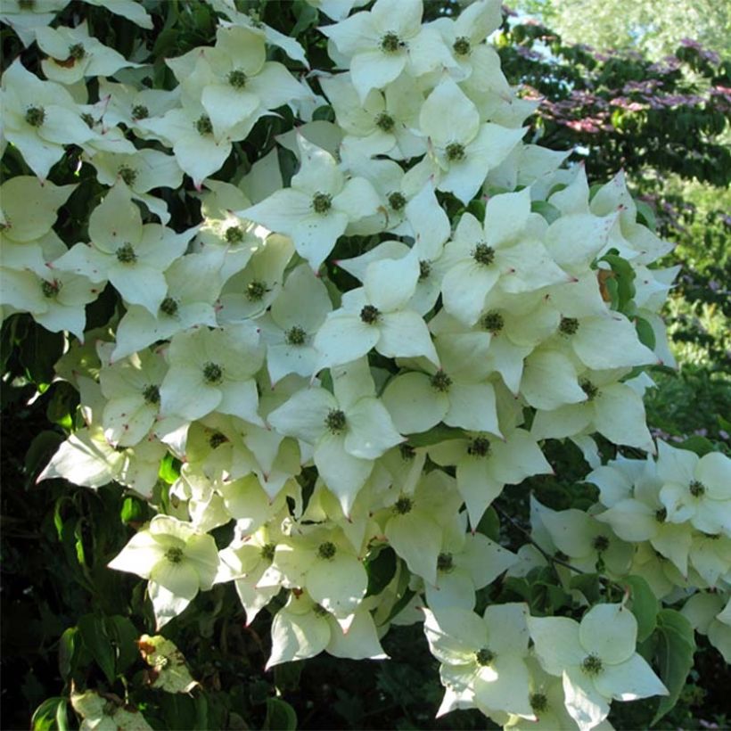 Cornus kousa Milky Way - Corniolo giapponese (Fioritura)