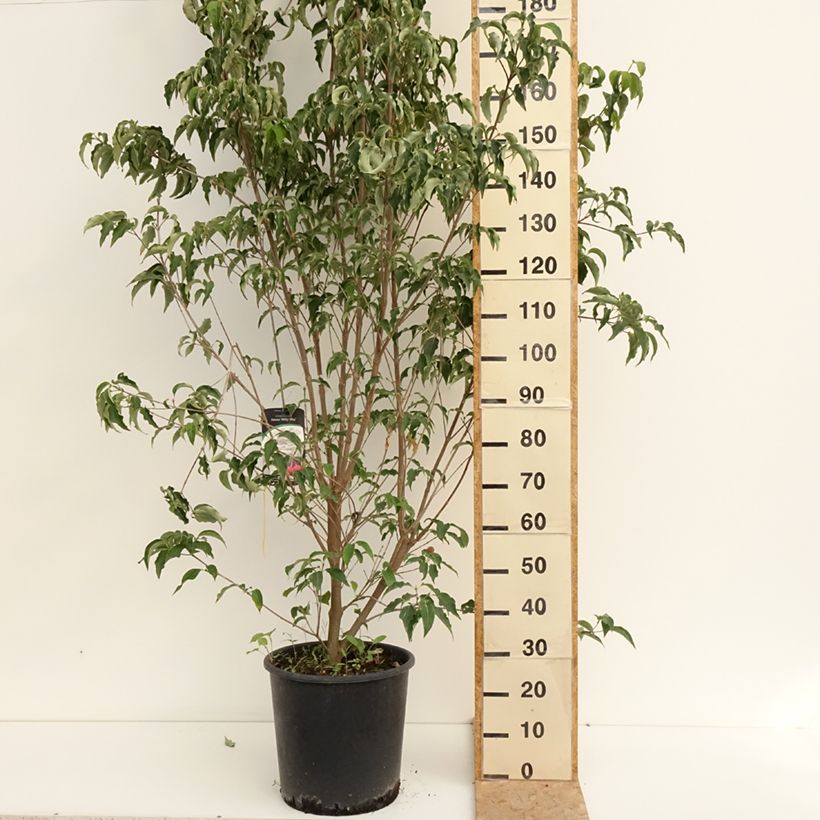 Esemplare di Cornus kousa Milky Way - Corniolo giapponese Vaso da 18L/20L consegnato in estate