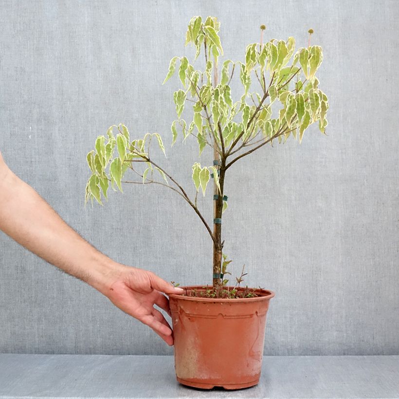 Esemplare di Cornus kousa Pevé Foggy - Corniolo giapponese Vaso da 4L/5L consegnato in estate