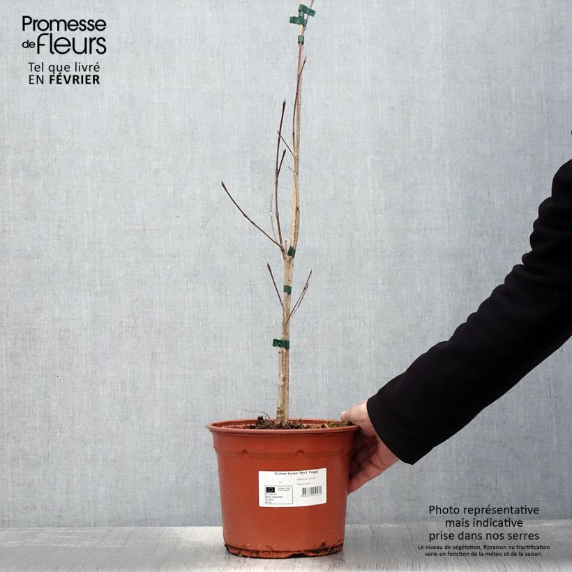 Cornus kousa Pevé Foggy - Corniolo giapponese Vaso da 4L/5L esemplare consegnato in inverno