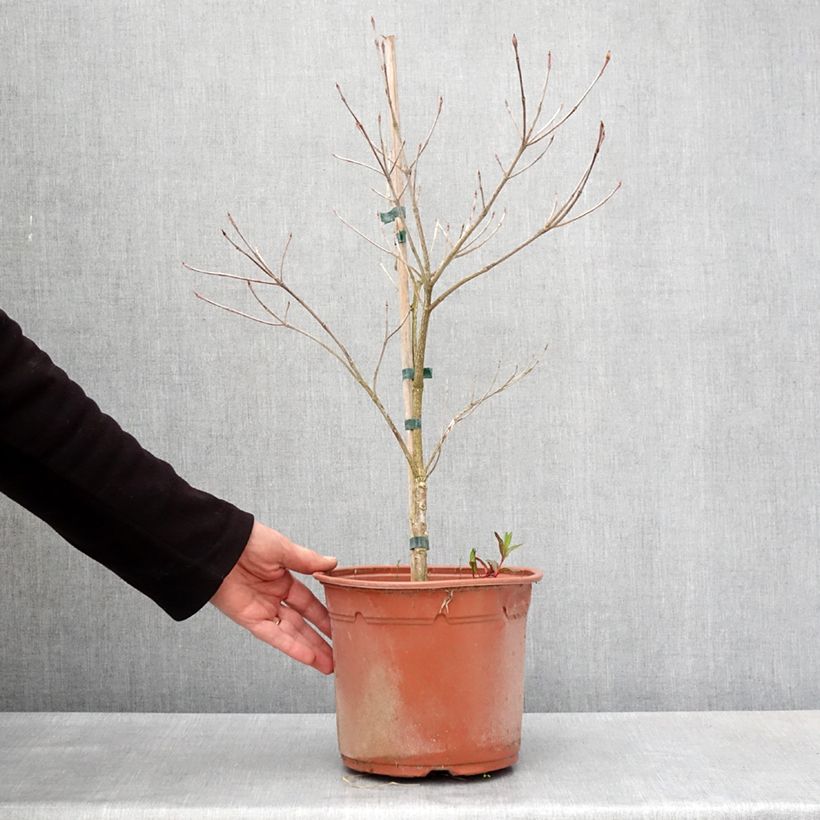 Cornus kousa Pevé Foggy - Corniolo giapponese Vaso da 4L/5L esemplare consegnato in primavera