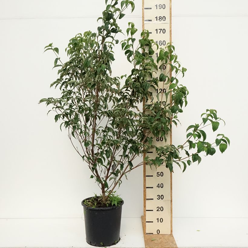 Esemplare di Cornus kousa Roberts Select - Corniolo giapponese Vaso da 20L/25L consegnato in estate
