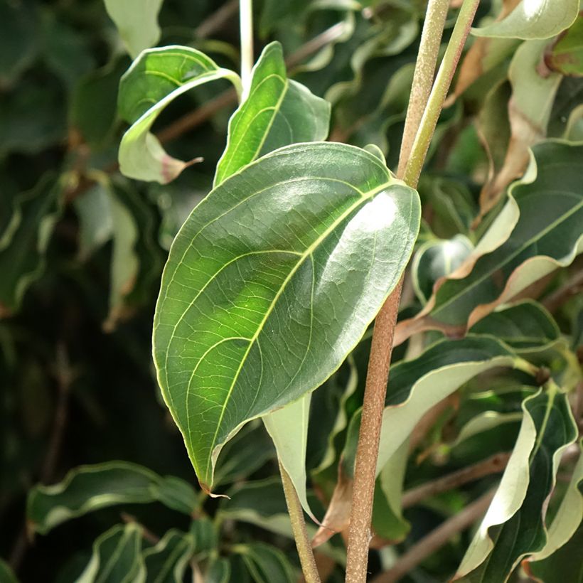 Cornus kousa Roberts Select - Corniolo giapponese (Fogliame)