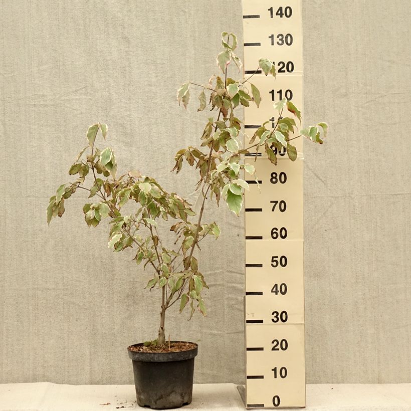 Esemplare di Cornus kousa Samaritan - Corniolo giapponese Vaso da 4L/5L come consegnato in autunno