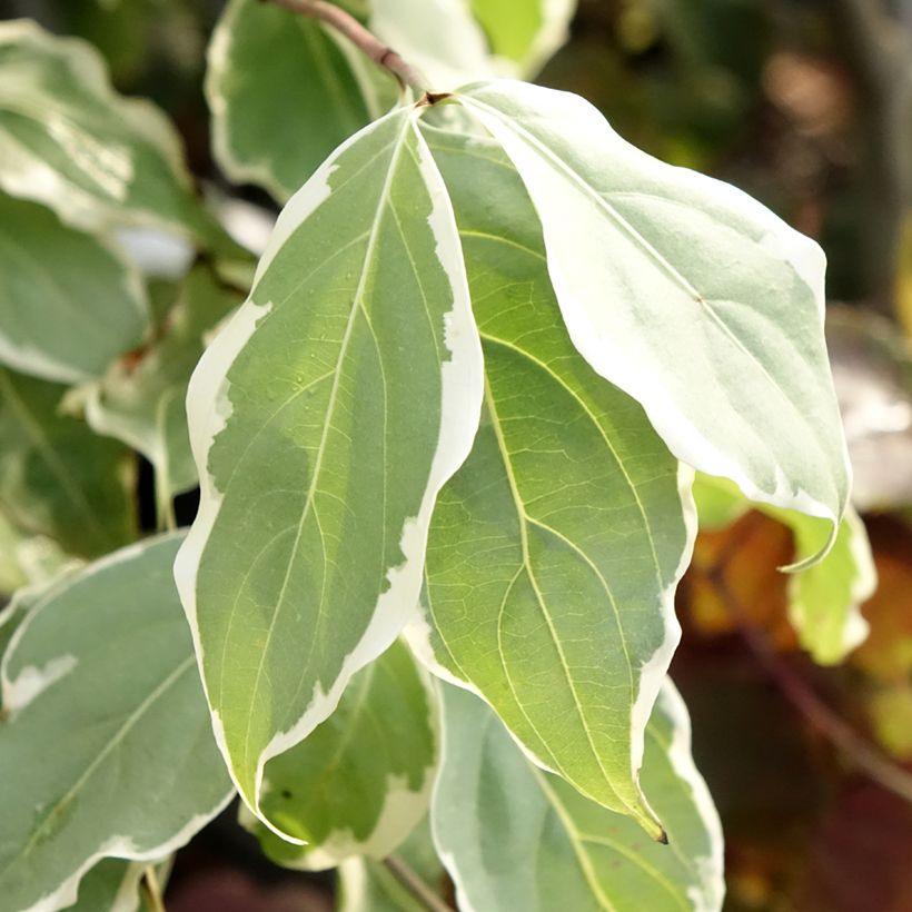 Cornus kousa Samaritan - Corniolo giapponese (Fogliame)