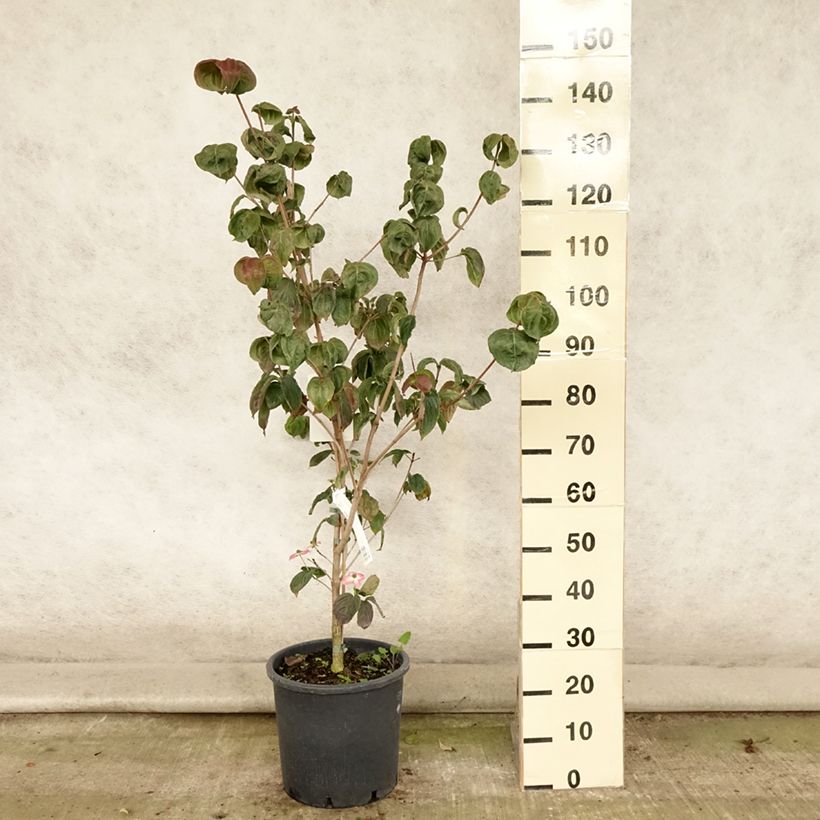 Esemplare di Cornus kousa Satomi - Corniolo giapponese Vaso da 6L/7L consegnato in estate