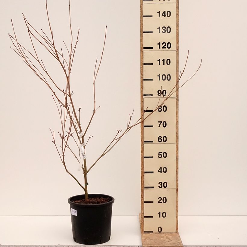 Cornus kousa Satomi - Corniolo giapponese Vaso da 6L/7L esemplare consegnato in inverno