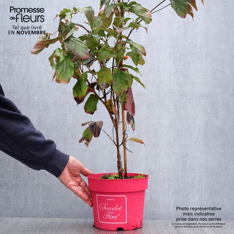 Esemplare di Cornus kousa Scarlet Fire - Corniolo giapponese Vaso da 4L/5L come consegnato in autunno