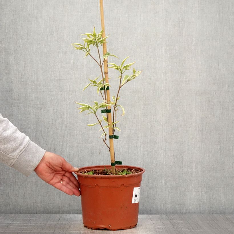 Cornus kousa Shira-yuki - Corniolo giapponese Vaso da 4L/5L esemplare consegnato in primavera