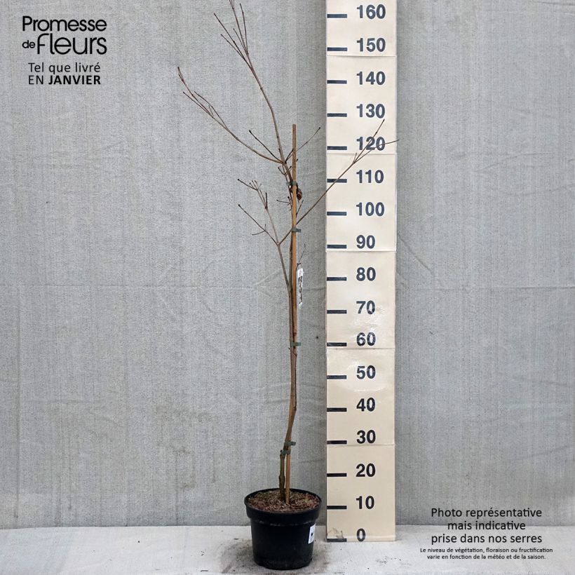 Cornus kousa Teutonia - Corniolo giapponese Vaso da 4L/5L esemplare consegnato in inverno