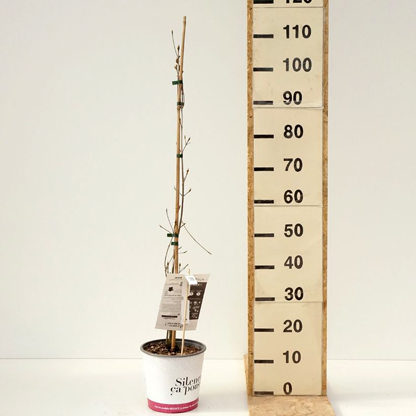 Cornus kousa subsp. chinensis Great Star - Corniolo da fiore Vaso da 4L/5L esemplare consegnato in primavera