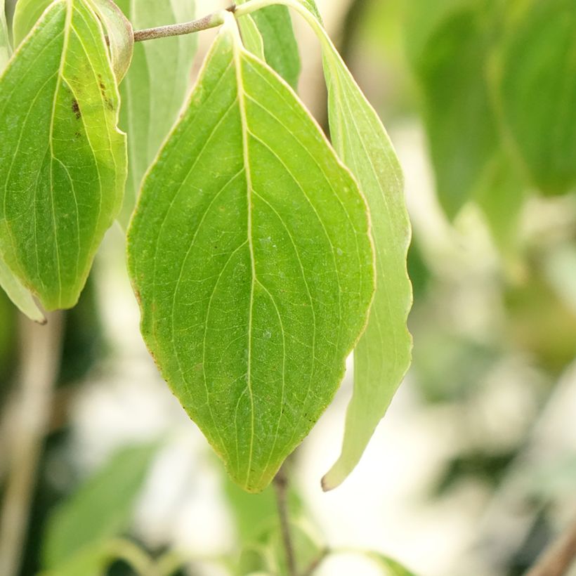Cornus kousa subsp. chinensis Great Star - Corniolo da fiore (Fogliame)