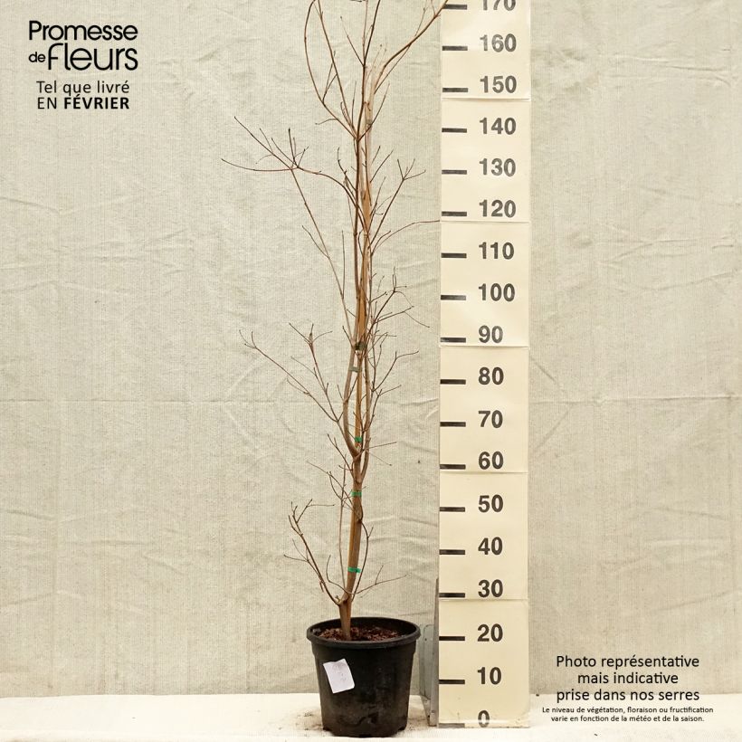 Cornus kousa subsp. chinensis Great Star - Corniolo da fiore Vaso da 7,5L/10L esemplare consegnato in inverno