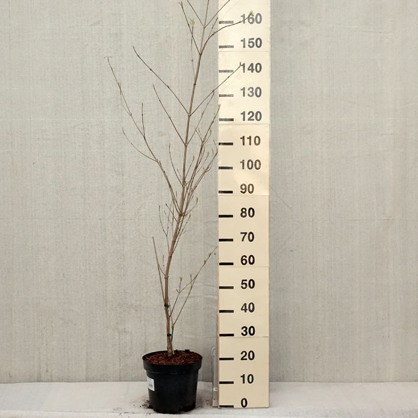 Cornus kousa subsp. chinensis Great Star - Corniolo da fiore Vaso da 7,5L/10L esemplare consegnato in primavera