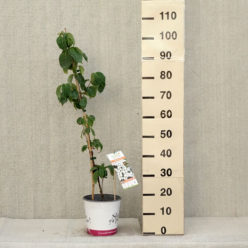 Esemplare di Cornus kousa subsp. chinensis Great Star - Corniolo da fiore Vaso da 4L/5L come consegnato in autunno