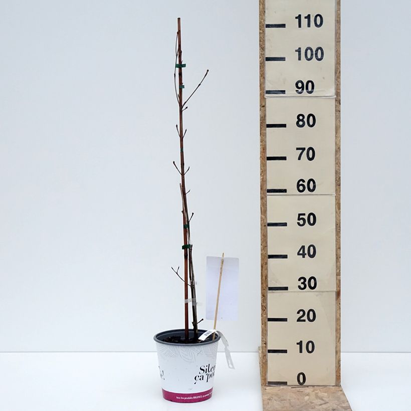 Cornus kousa subsp. chinensis Great Star - Corniolo da fiore Vaso da 4L/5L esemplare consegnato in inverno