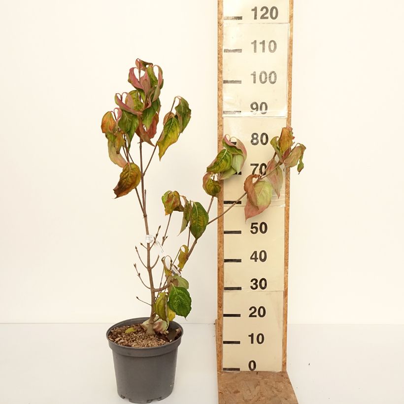 Esemplare di Cornus Venus - Corniolo da fiore Vaso da 7,5L/10L come consegnato in autunno