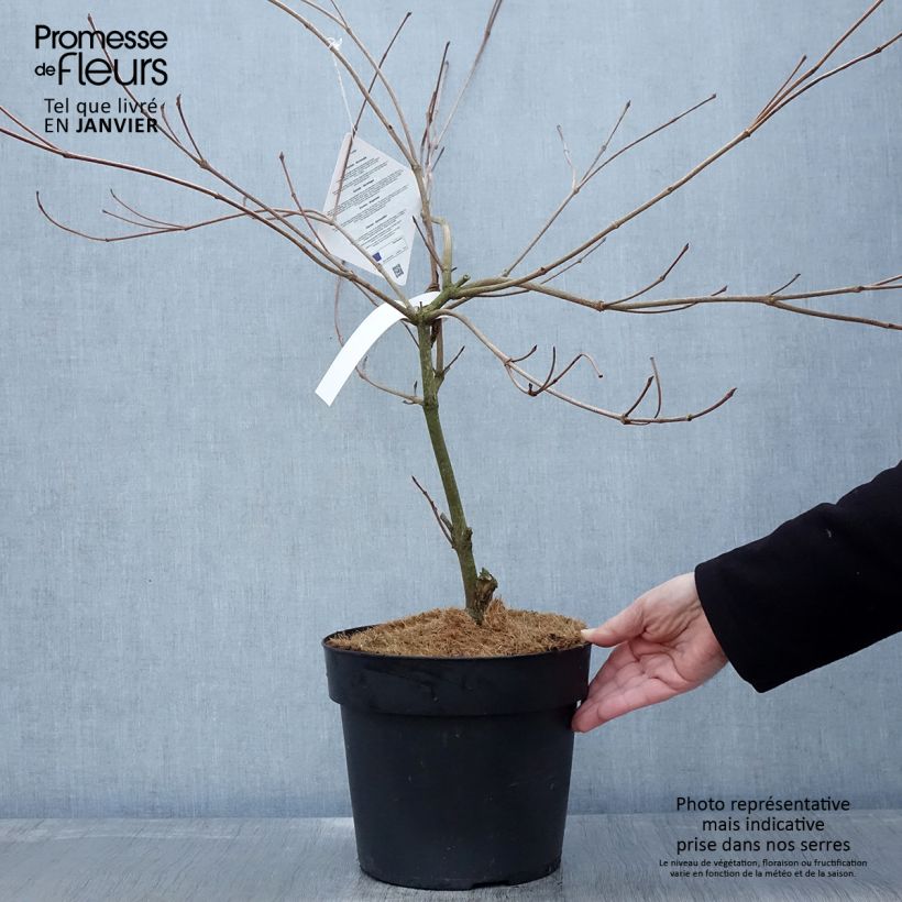 Cornus kousa Weaver's Weeping - Corniolo giapponese Vaso da 6L/7L esemplare consegnato in inverno