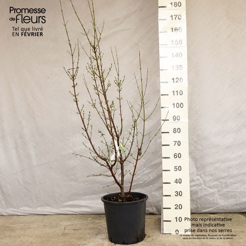 Cornus mas Aurea - Corniolo Vaso da 20L/25L esemplare consegnato in inverno