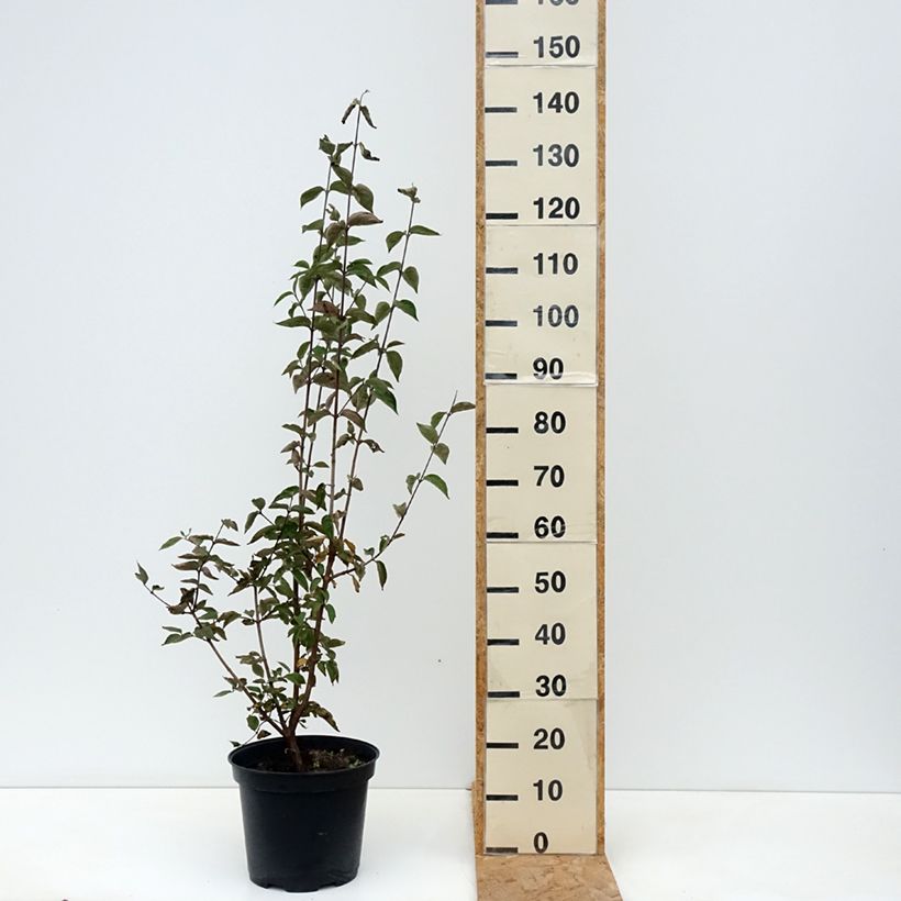 Esemplare di Cornus mas - Corniolo Vaso da 7,5L/10L come consegnato in autunno