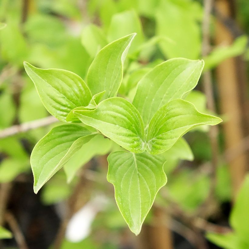 Cornus mas Flava - Corniolo (Fogliame)