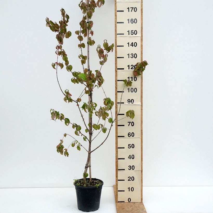 Esemplare di Cornus mas Flava - Corniolo Vaso da 7,5L/10L consegnato in estate