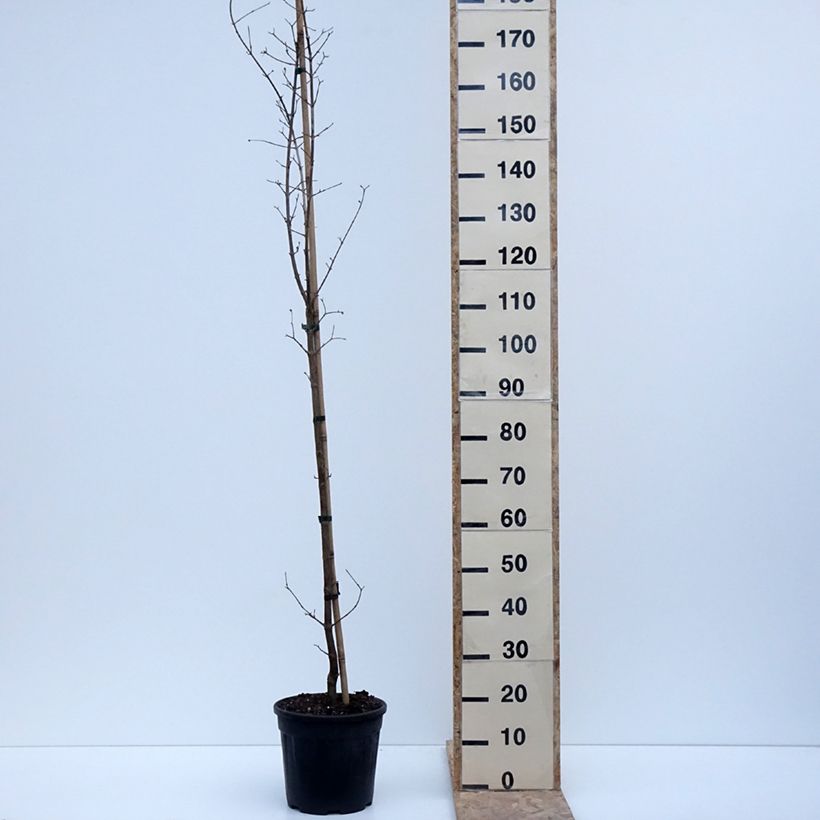 Cornus mas Flava - Corniolo Vaso da 7,5L/10L esemplare consegnato in inverno